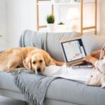 Top 5 Pet Supplies Store Online to Shop in 2025