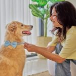 Top Rated Pet-Friendly Hotels With In-Room Pet Amenities 2025